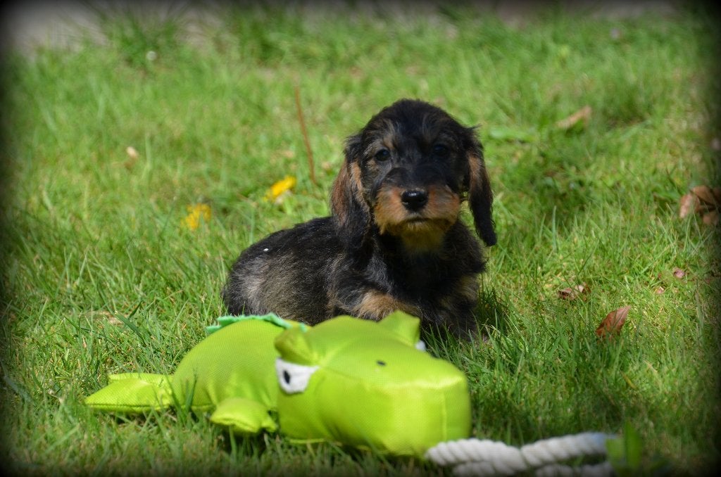 Chiots teckel à poil dur, Chien (mâle), Belgique, Poils durs, Plusieurs
