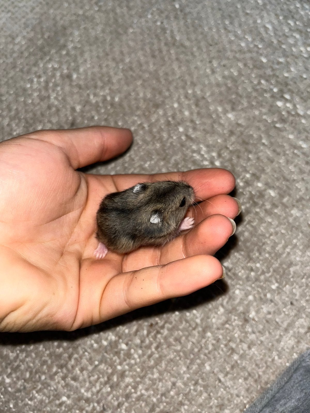Russische dwerghamsters, Animaux & Accessoires, Reptiles & Amphibiens, Autres espèces, Domestique, 0 à 2 ans