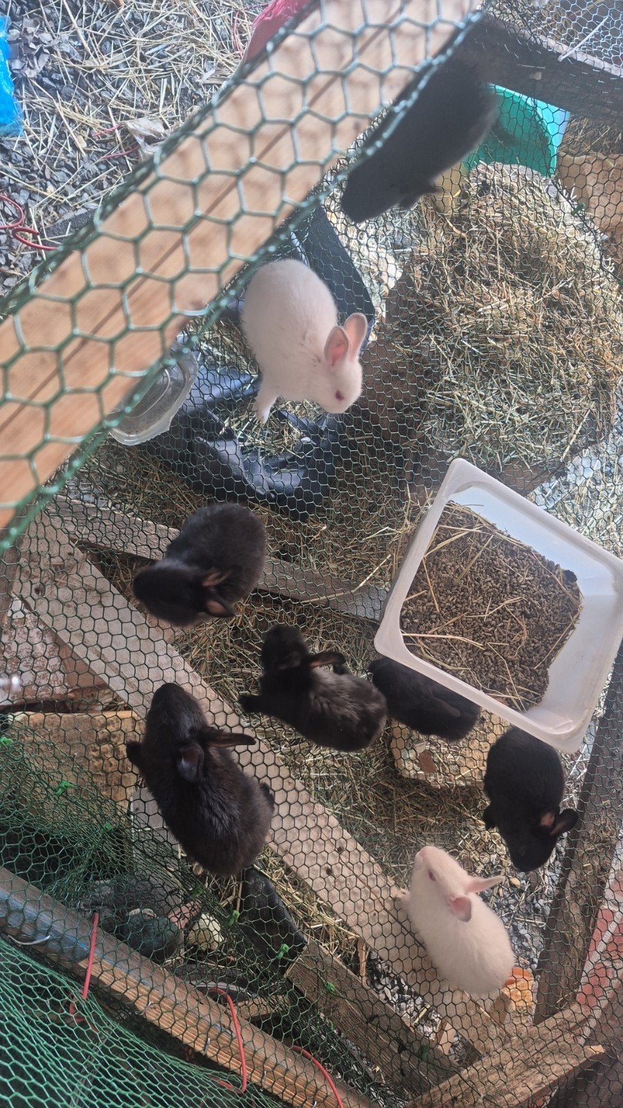 Vlees konijnen, Dieren en Toebehoren, Ophalen