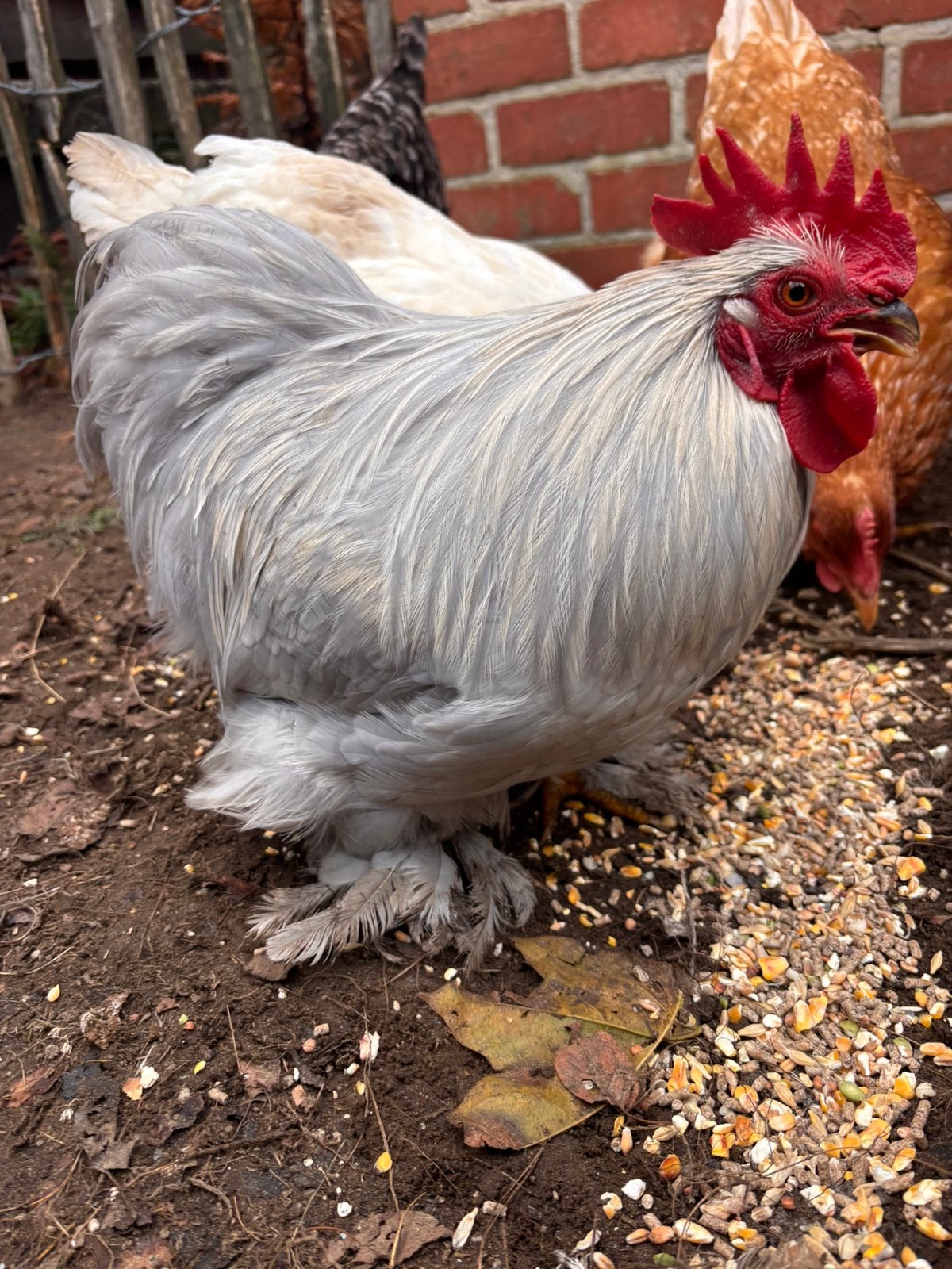 Cochin haan, Dieren en Toebehoren, Mannelijk, Kip