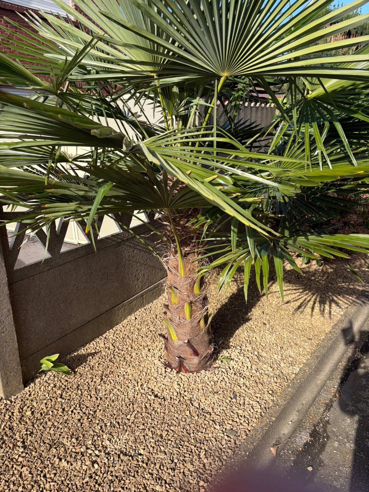 2 palmbomen Trachycarpus fortunei, Ophalen
