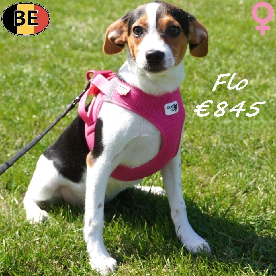 Fox Belges, chiots joueurs et pleins d'énergie à vendre, 15 semaines à 1 an, Commerçant, Maladie de Carré (chiens), Autres races