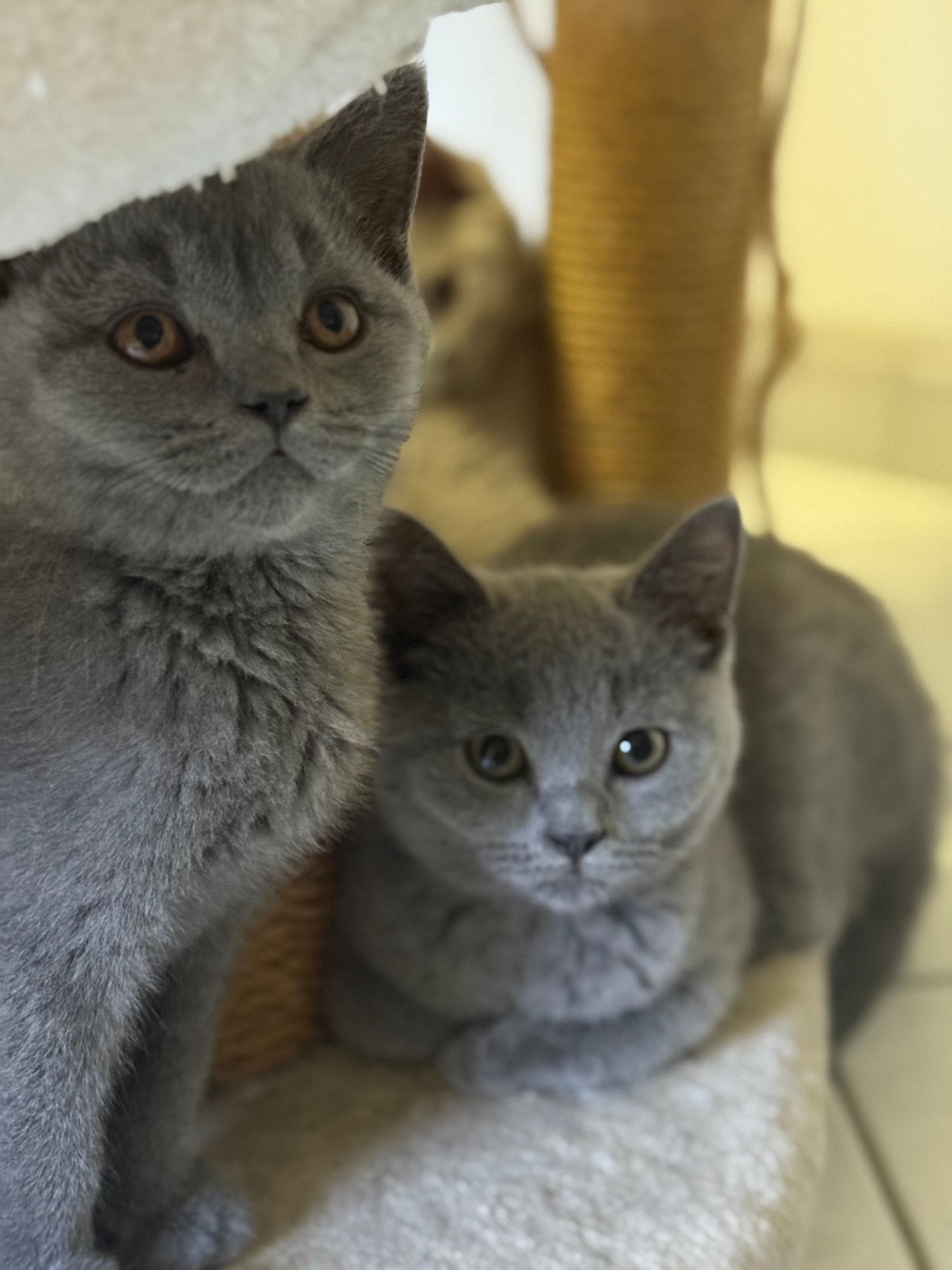Supermooie Britse Korthaar kittens – Blauw & vertrekklaar!, Plusieurs animaux, Avec puce électronique, 0 à 2 ans