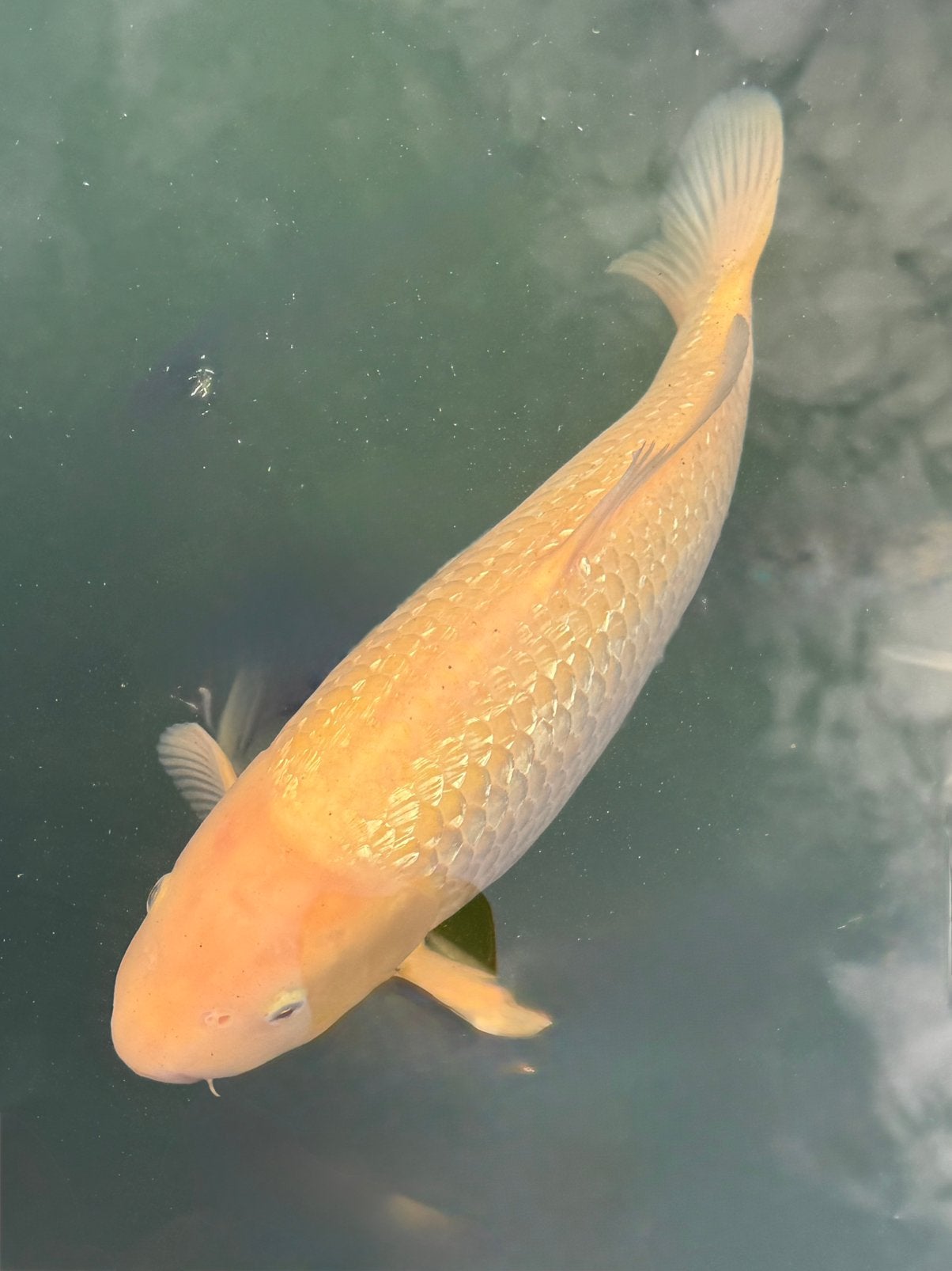 Koi