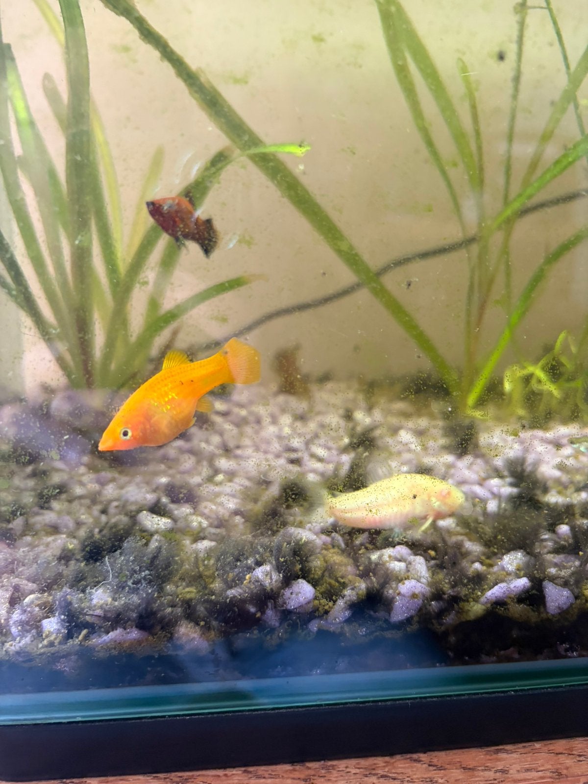 Vissen, Dieren en Toebehoren, Vissen | Aquariumvissen