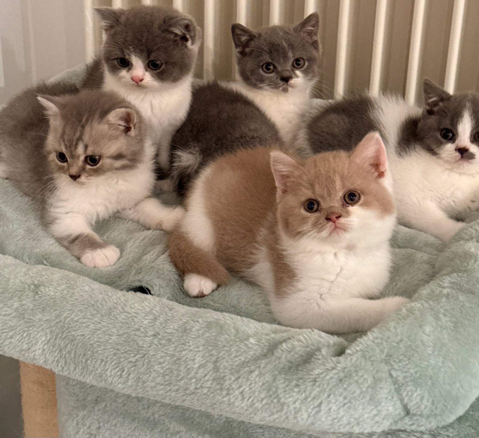 Exclusief britse korthaar kittens bicolor/met stamboom, Plusieurs animaux, Avec pedigree