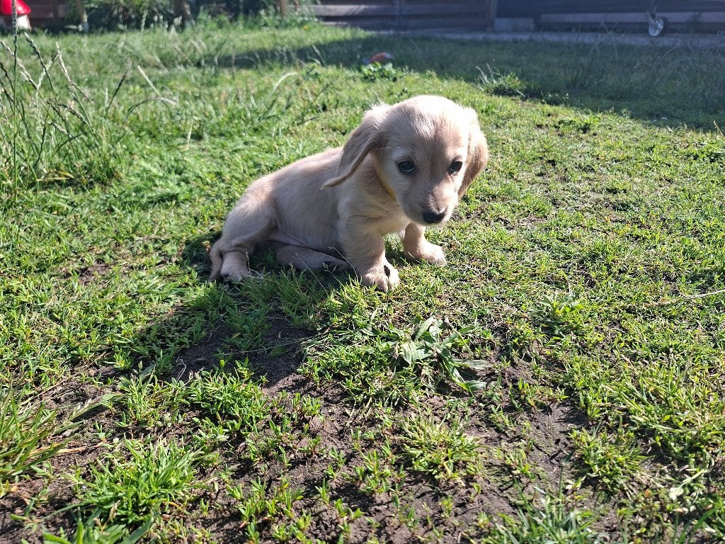 Langharige teckel, Animaux & Accessoires, Chiens | Teckels & Bassets, 8 à 15 semaines, Poils longs, Plusieurs, Éleveur | Loisir