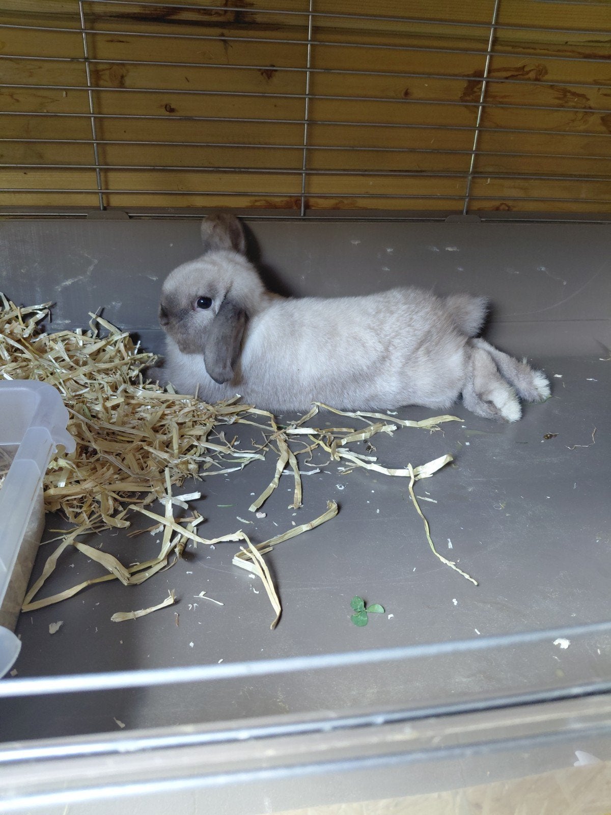 Minilop ram 20 weken oud super lief en nieuwsgierig., Dieren en Toebehoren