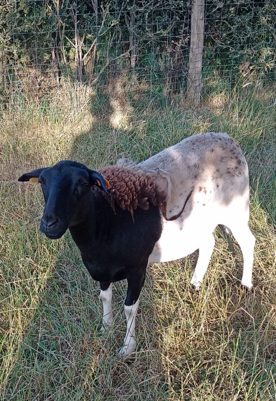 Jaarling ooi geboren juli 2025, Femelle, Mouton, 0 à 2 ans