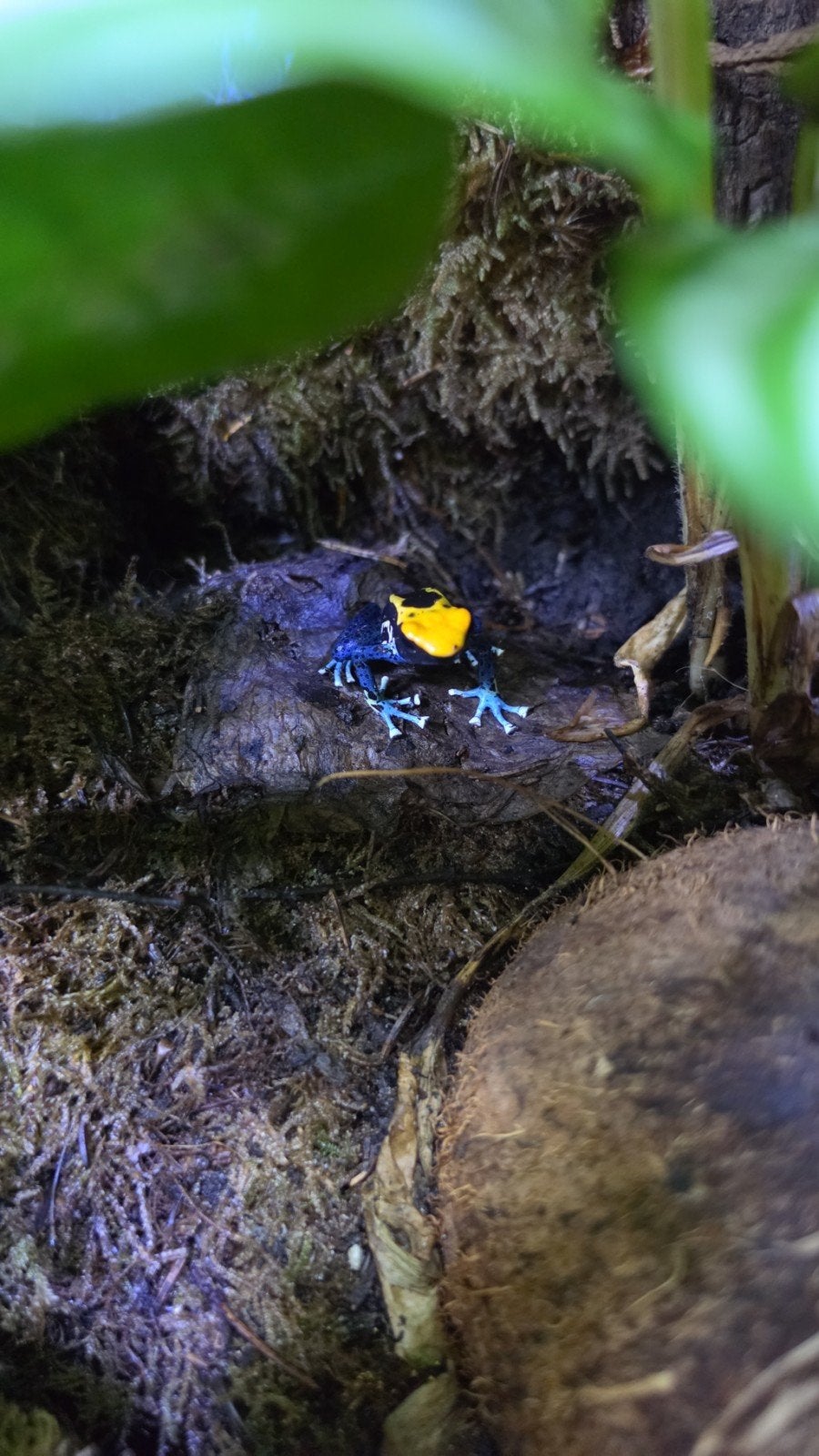 Dendrobates tinctorius Brasil, Animaux & Accessoires, Reptiles & Amphibiens
