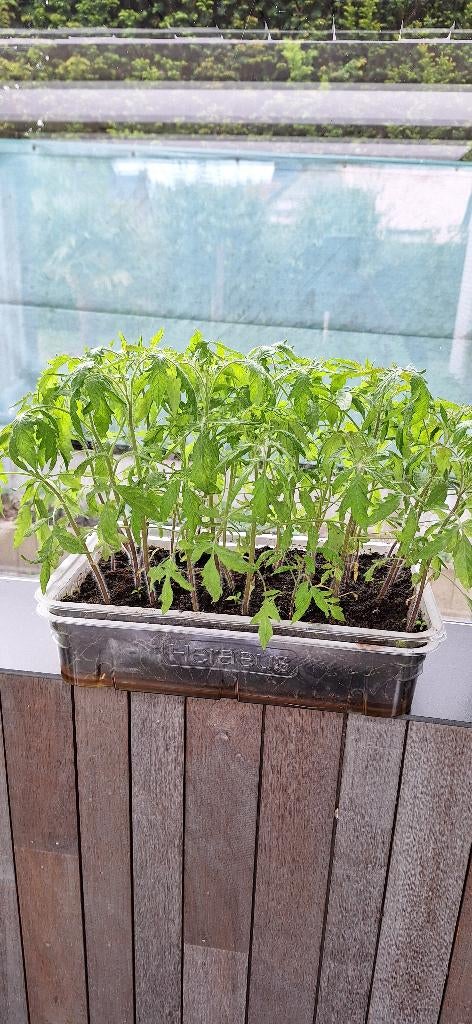 Tomaten planten, coeur de boeuf, Tuin en Terras, Planten | Tuinplanten, Ophalen, Eenjarig, Groenteplanten