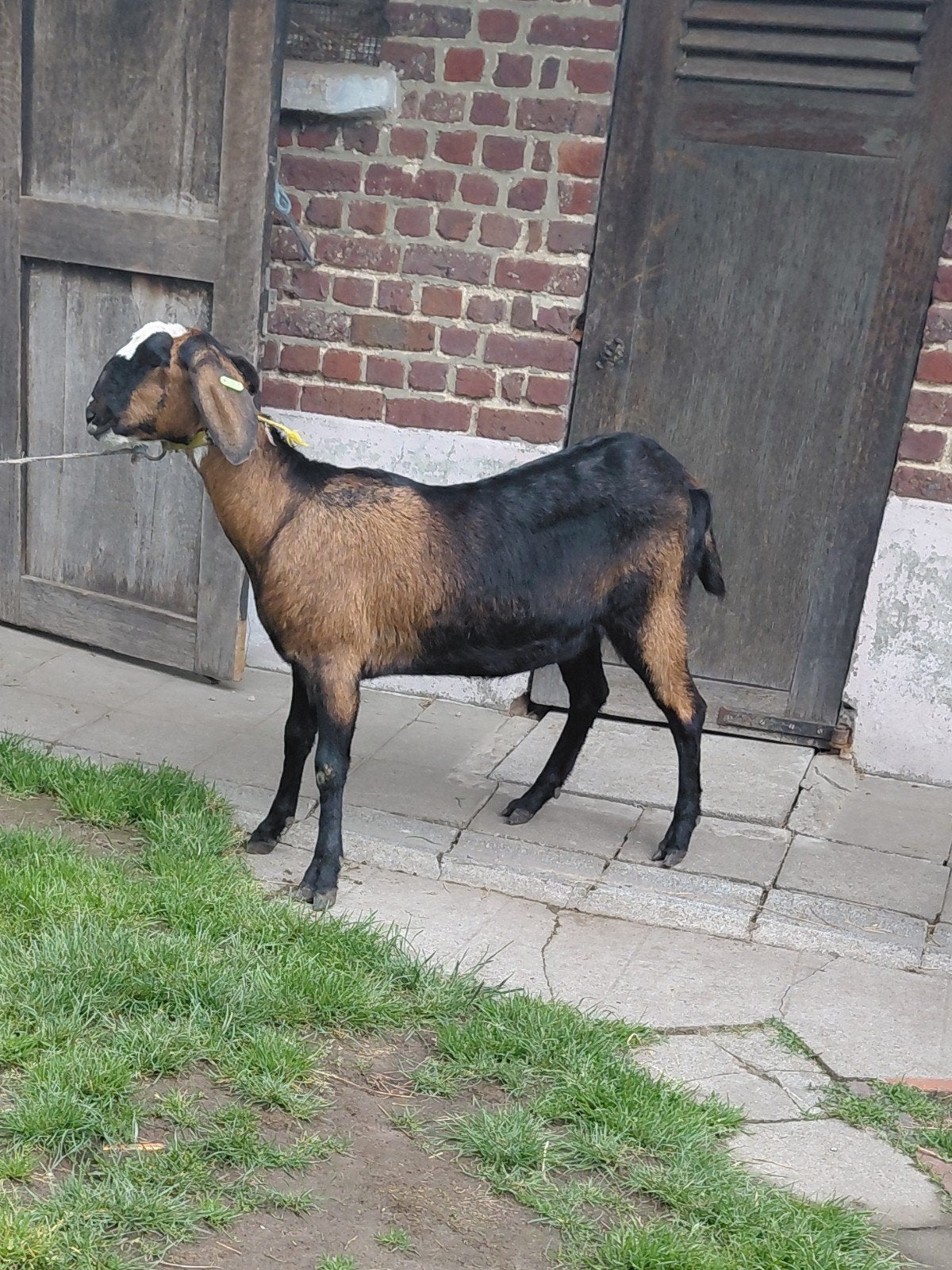 Nubische geit, Dieren en Toebehoren, Geit