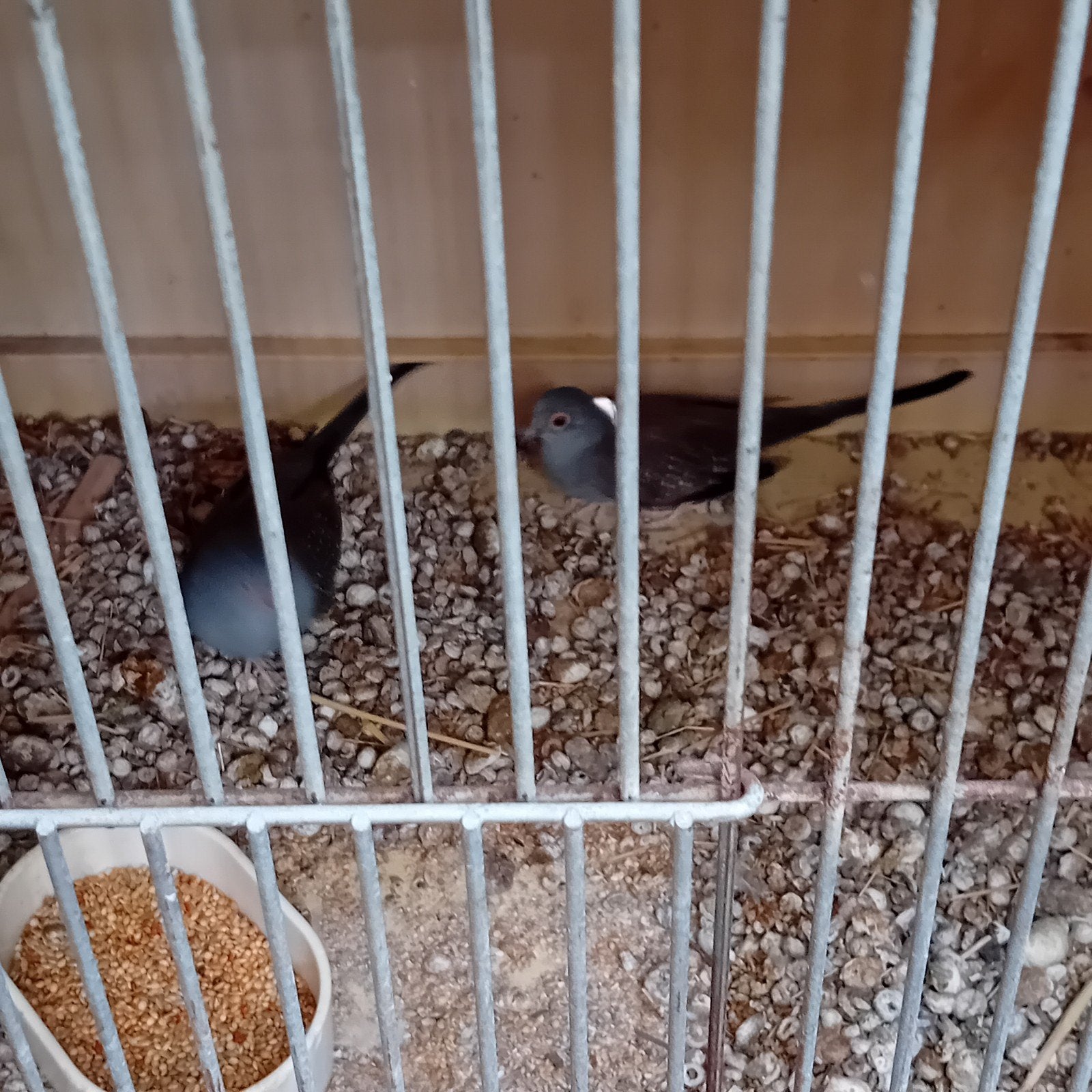 3 koppels diamantduiven, 25€ voor de 3 koppels, Dieren en Toebehoren, Vogels | Overige Vogels