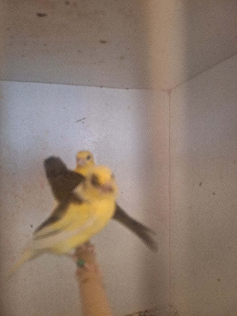 raza espagnola, Meerdere dieren, Postuurkanarie
