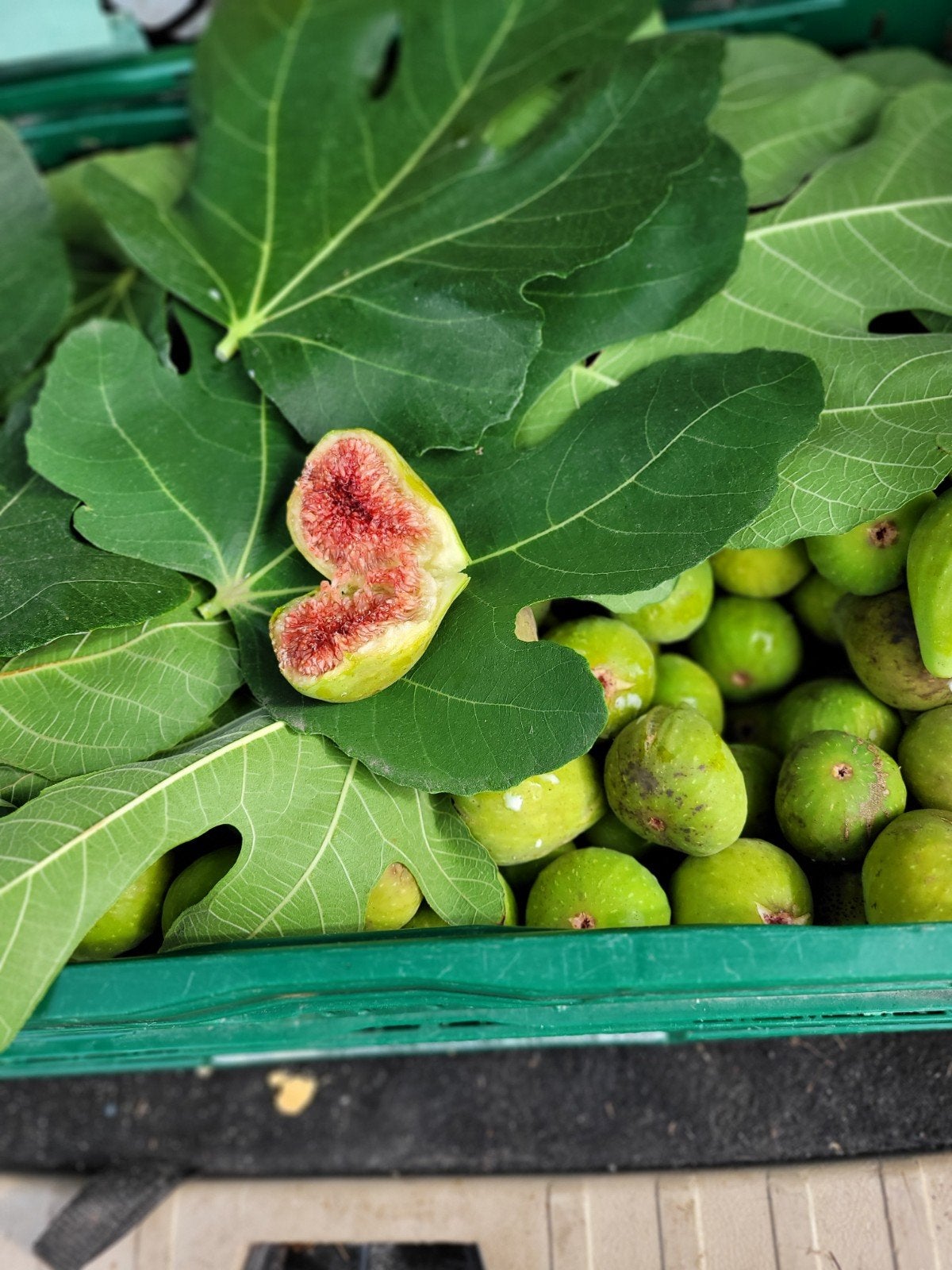avendre figues de mon jardin, Tuin en Terras, Ophalen of Verzenden