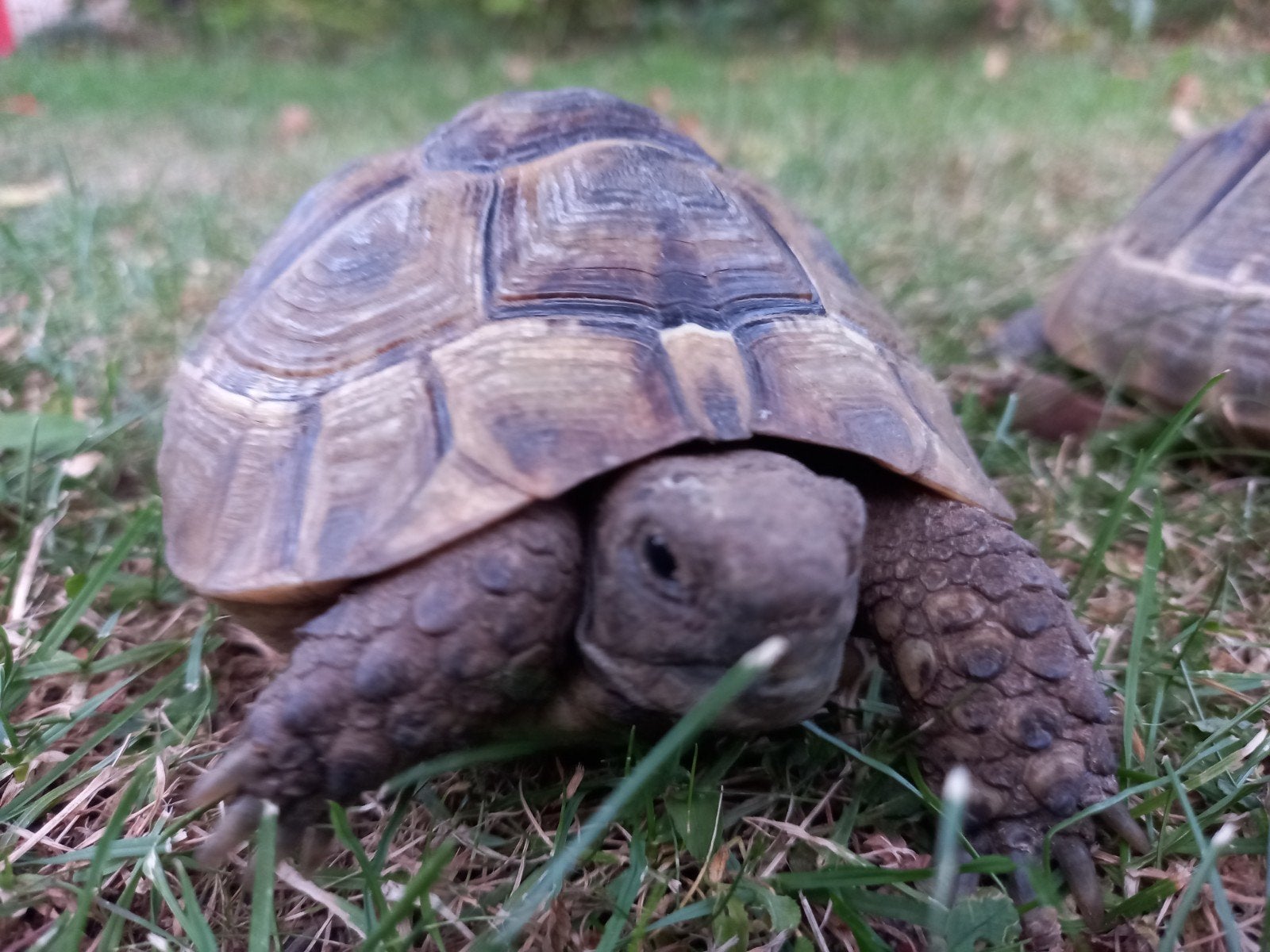 Moorse landschildpadden, Animaux & Accessoires, Reptiles & Amphibiens, Tortue, 3 à 6 ans