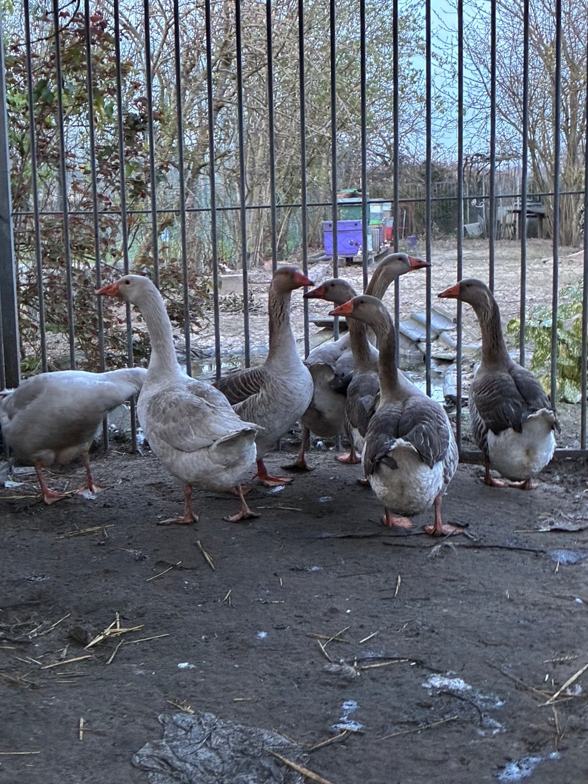 Ganzen te koop, Animaux & Accessoires, Volatiles