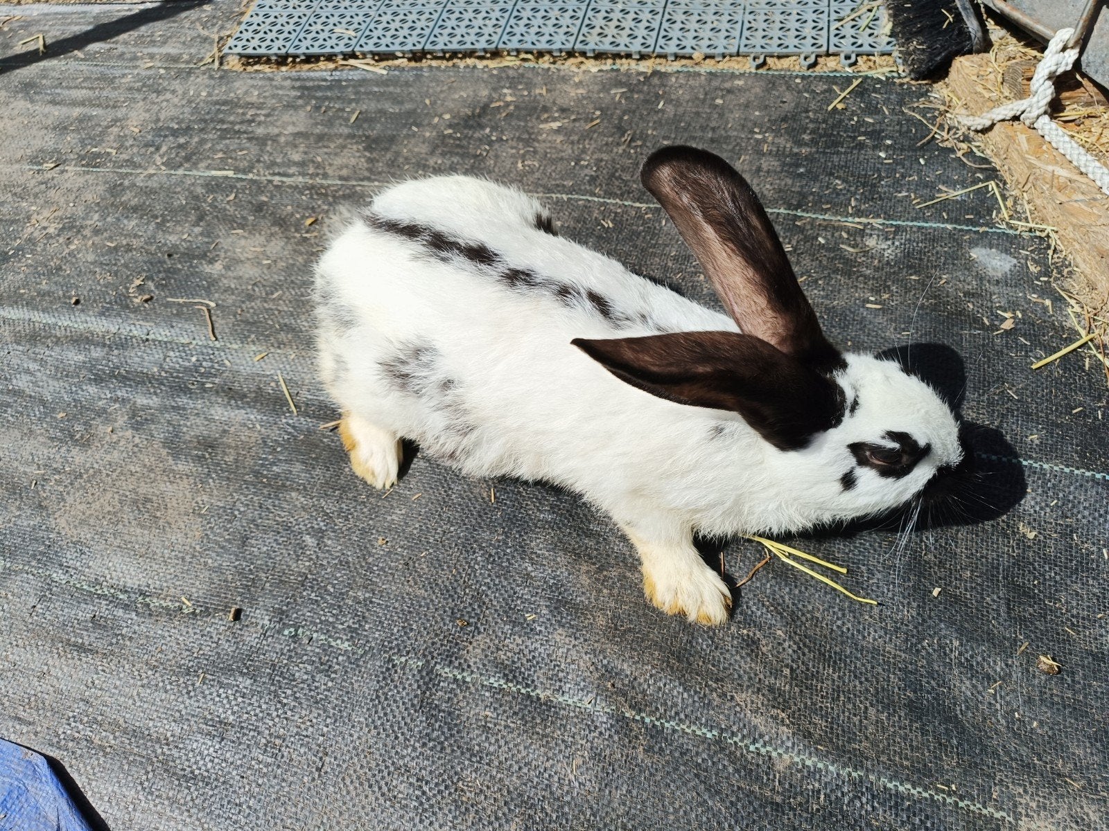 Mooie fok konijnen BVNSK x( Lot x Wvd x Cali) alles samen !, Plusieurs animaux, Grand, 0 à 2 ans