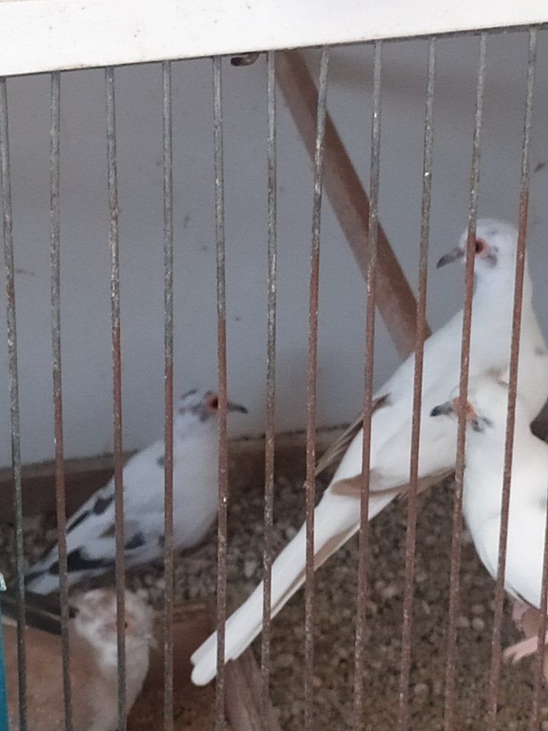 Jonge bonte diamantduifjes, Dieren en Toebehoren, Vogels | Overige Vogels, Meerdere dieren