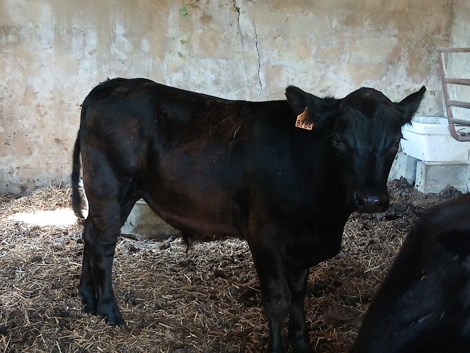 jonge angus stier, Mâle, 0 à 2 ans