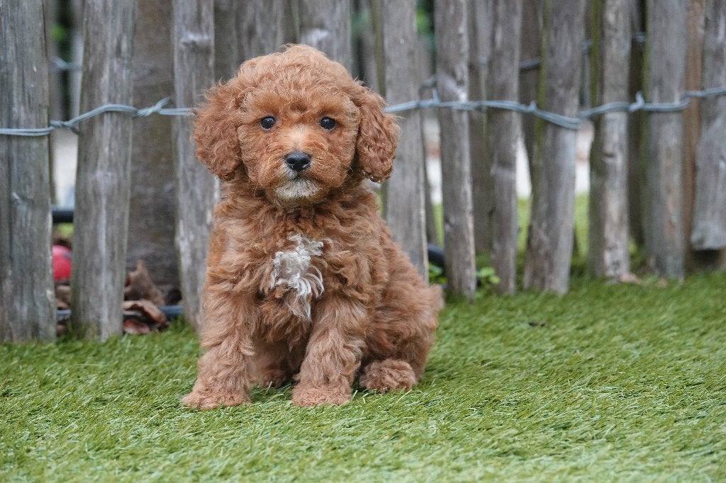Prachtige abrikoos/rode Mini-labradoodle pups (30-35cm), België, Overige rassen, CDV (hondenziekte), 8 tot 15 weken