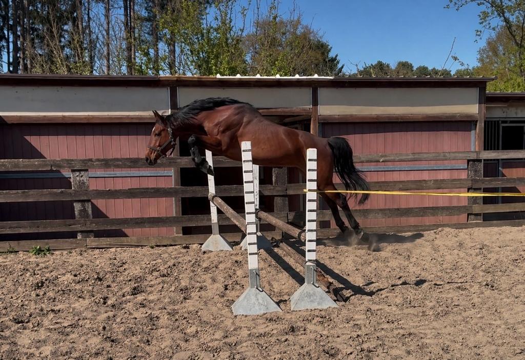 6 jarige merrie, Dieren en Toebehoren, Paarden, Merrie, Zadelmak, 165 tot 170 cm, 3 tot 6 jaar, Springpaard, Met stamboom, Gechipt
