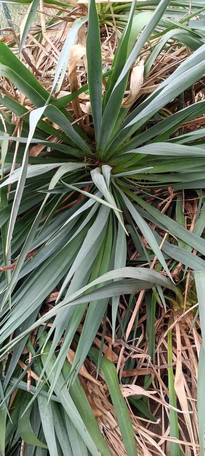 palmlelie, Ophalen