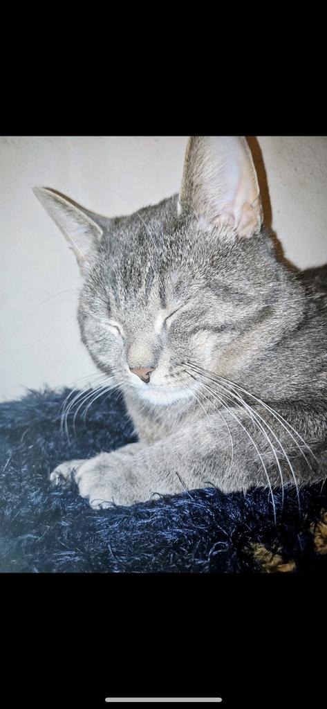 Britse kortharige kater, Dieren en Toebehoren, 0 tot 2 jaar