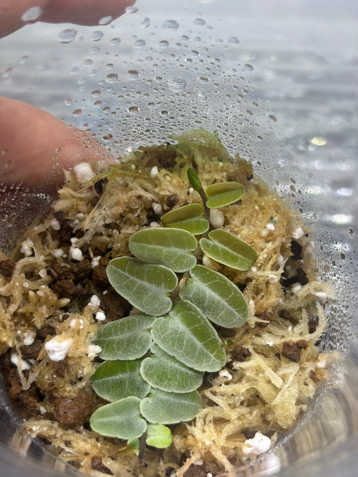 Marcgravia umbellata, Ophalen of Verzenden, Nieuw, Tak, Plant, Rots of Steen