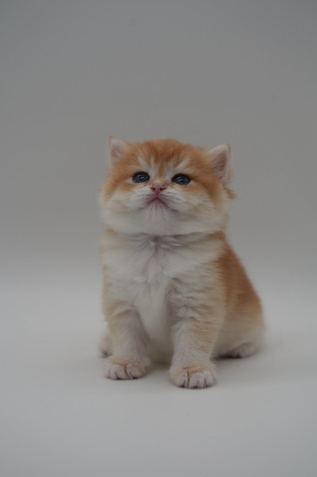 British Shorthair Black Golden + lilac Golden + point, Meerdere dieren, Met stamboom, 0 tot 2 jaar