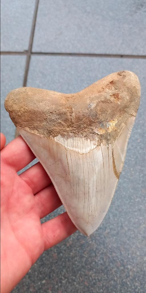Grande dent de requin Megalodon, fossile de 13,2 cm, Collections, Enlèvement ou Envoi, Fossile