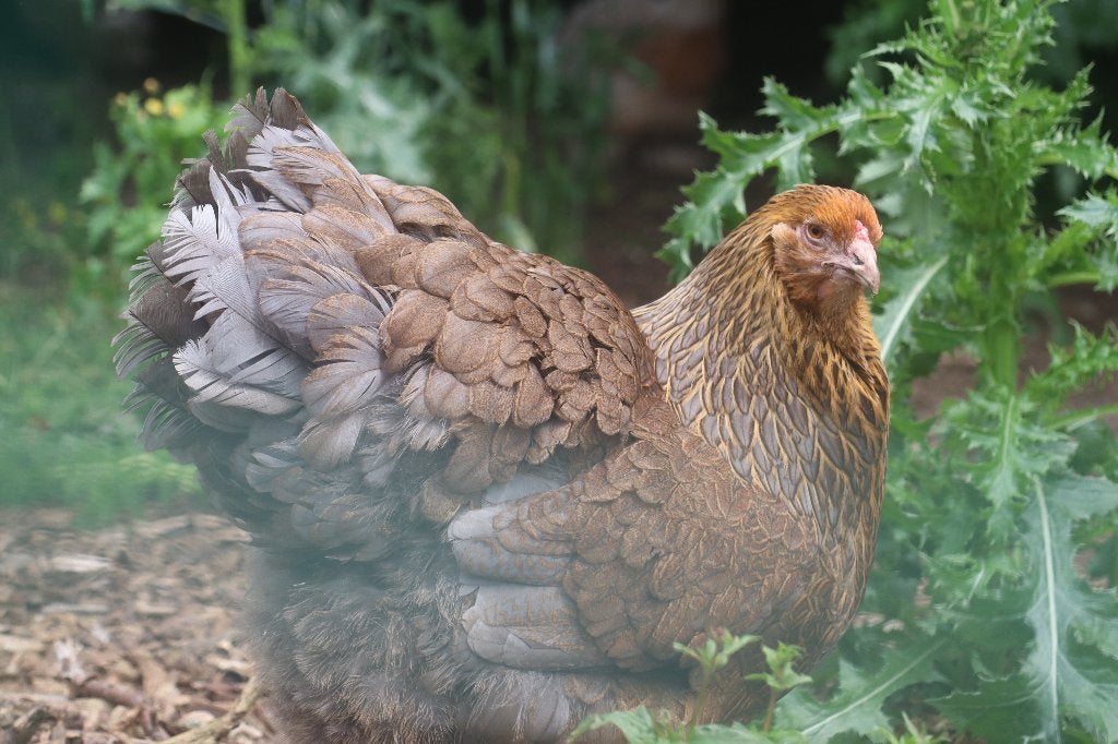 Sierkippen, Dieren en Toebehoren, Meerdere dieren, Kip