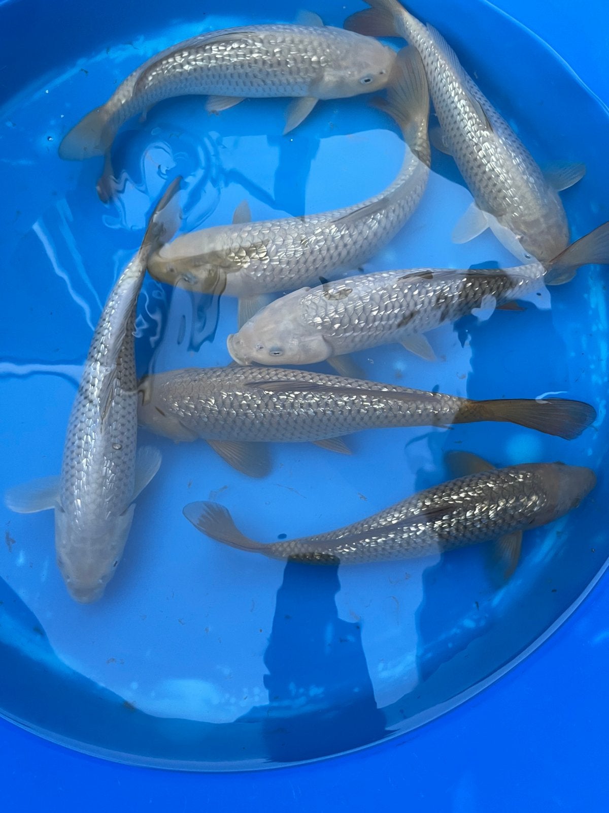 HQ Jumbo Tosai koi: Jumbo Chagoi/Soragoi, Dieren en Toebehoren, Vissen | Vijvervissen, Karper of Koi