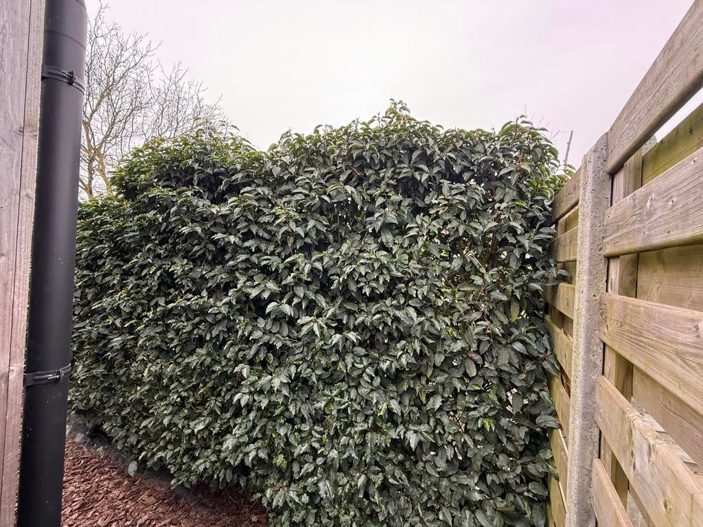 Portugese laurier haag 5 stuks 230cm, Tuin en Terras, Ophalen, Laurier, Haag, 100 tot 250 cm