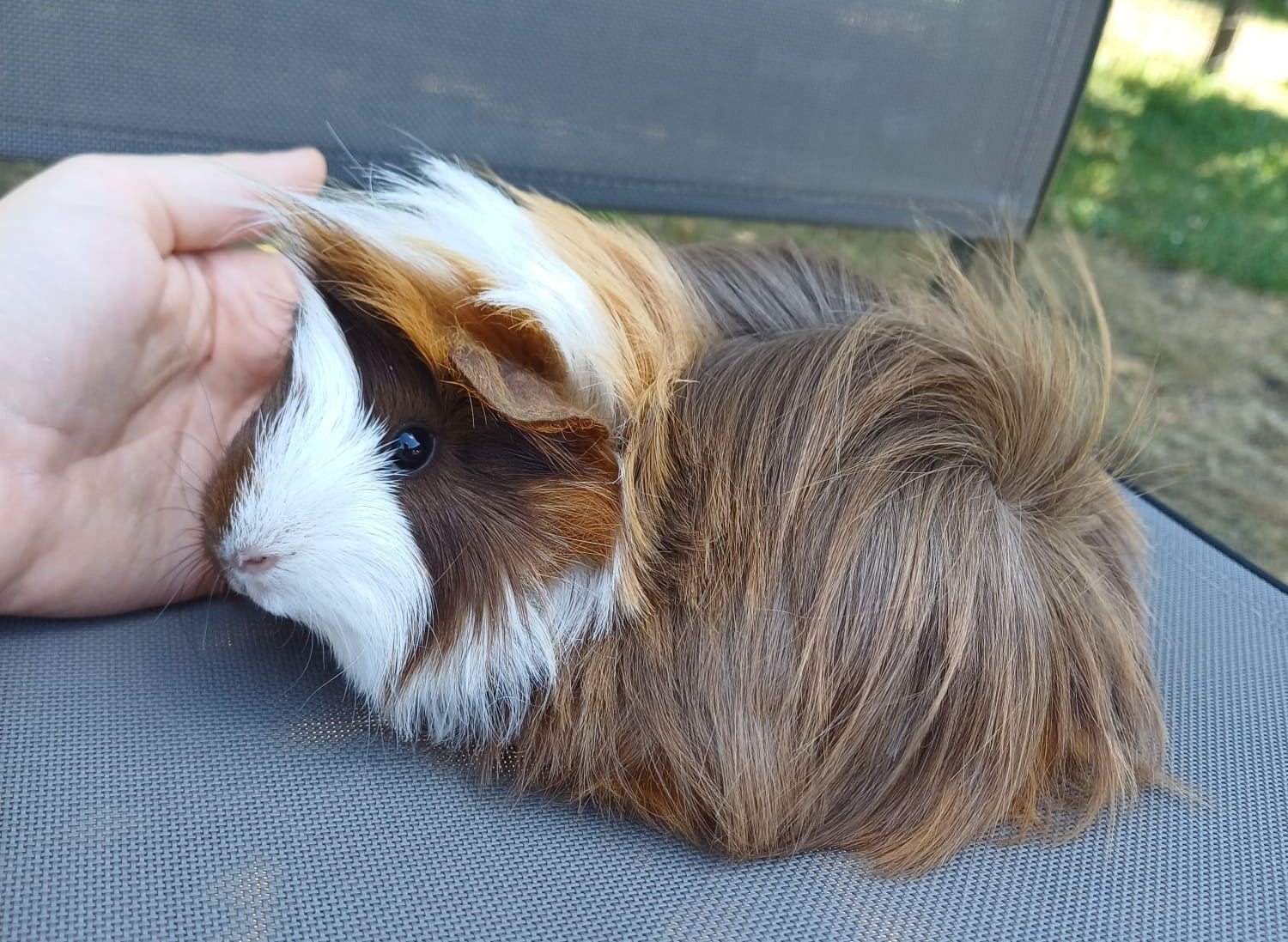 Peruvian cavia zeugje, Dieren en Toebehoren, Knaagdieren, Januari, Vrouwelijk, Cavia