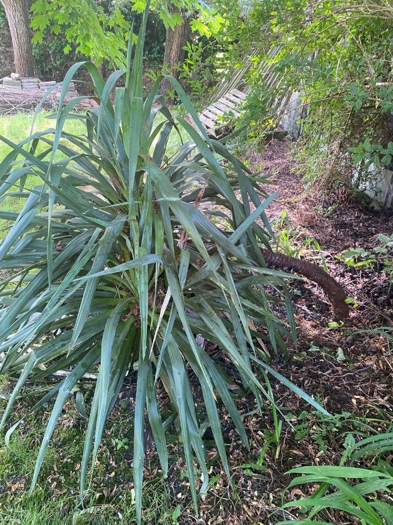 Buitenplant Yucca Gloriosa (winterhard), Ophalen, Vaste plant, Overige soorten, Volle zon