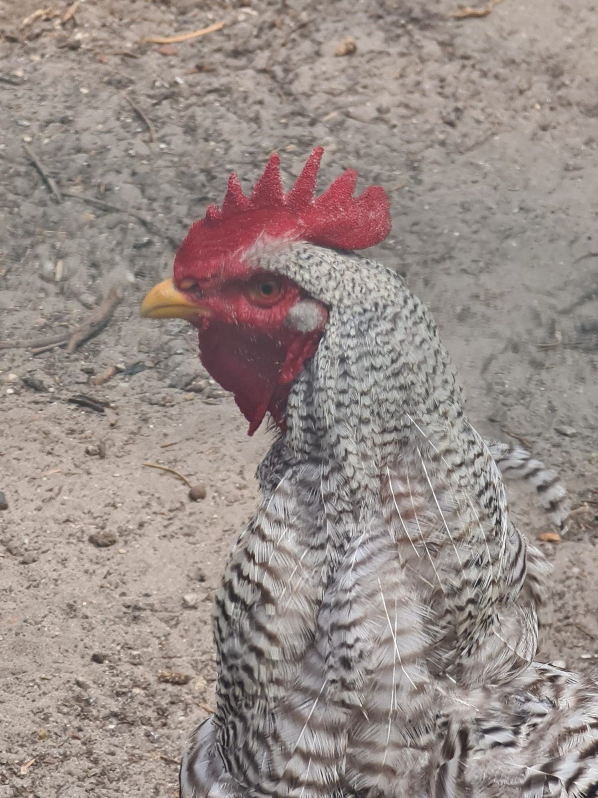 Gratis af te halen diverse hanen, Dieren en Toebehoren, Pluimvee