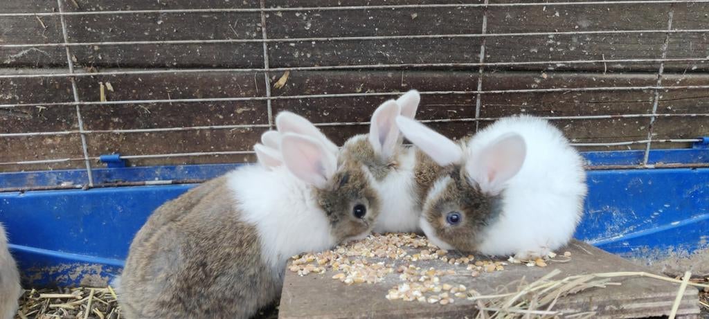 Jonge dwergkonijntjes en hangoortjes (foto 3), Maart, Geslacht onbekend