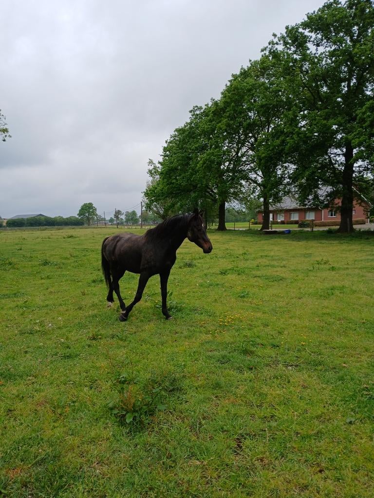 Zwarte hengst, Dieren en Toebehoren, Hengst