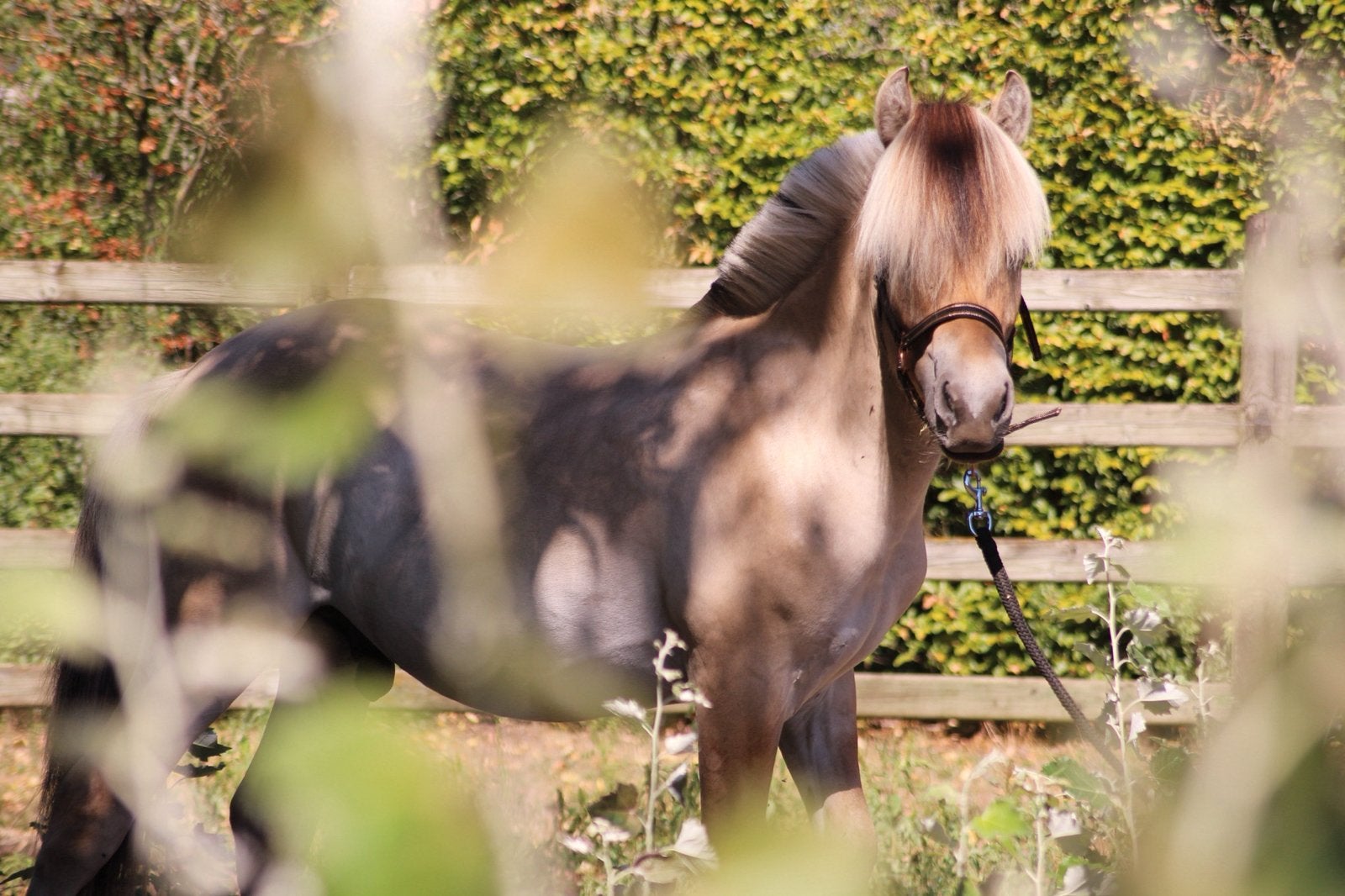 Knappe hengst 18 maanden, Hengst