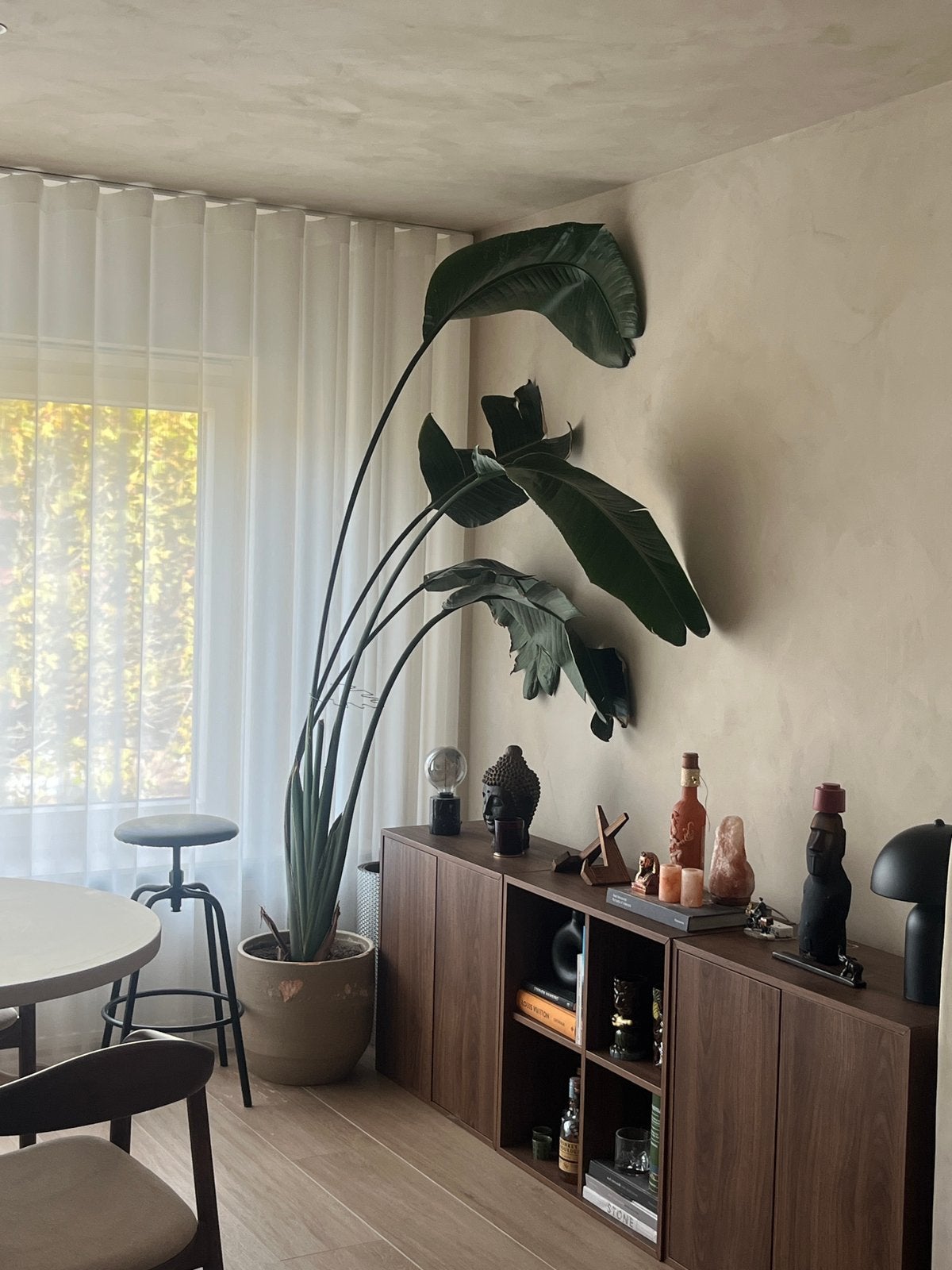 Strelitia met pot, Ophalen