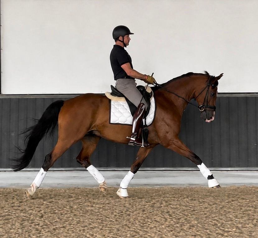 Paard, Dieren en Toebehoren, Met stamboom, Ruin, M, Dressuurpaard