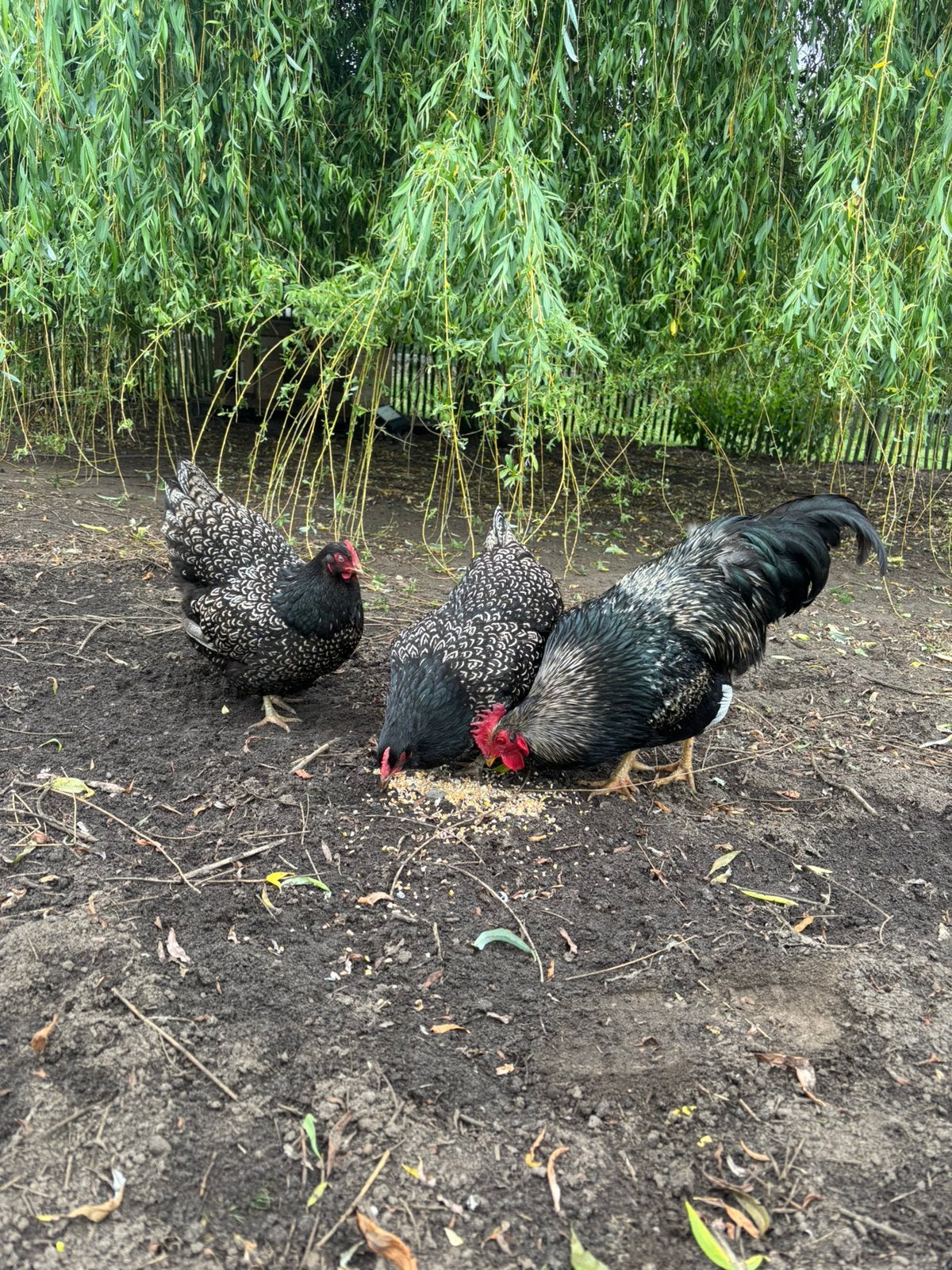 Toom barnevelders, Dieren en Toebehoren