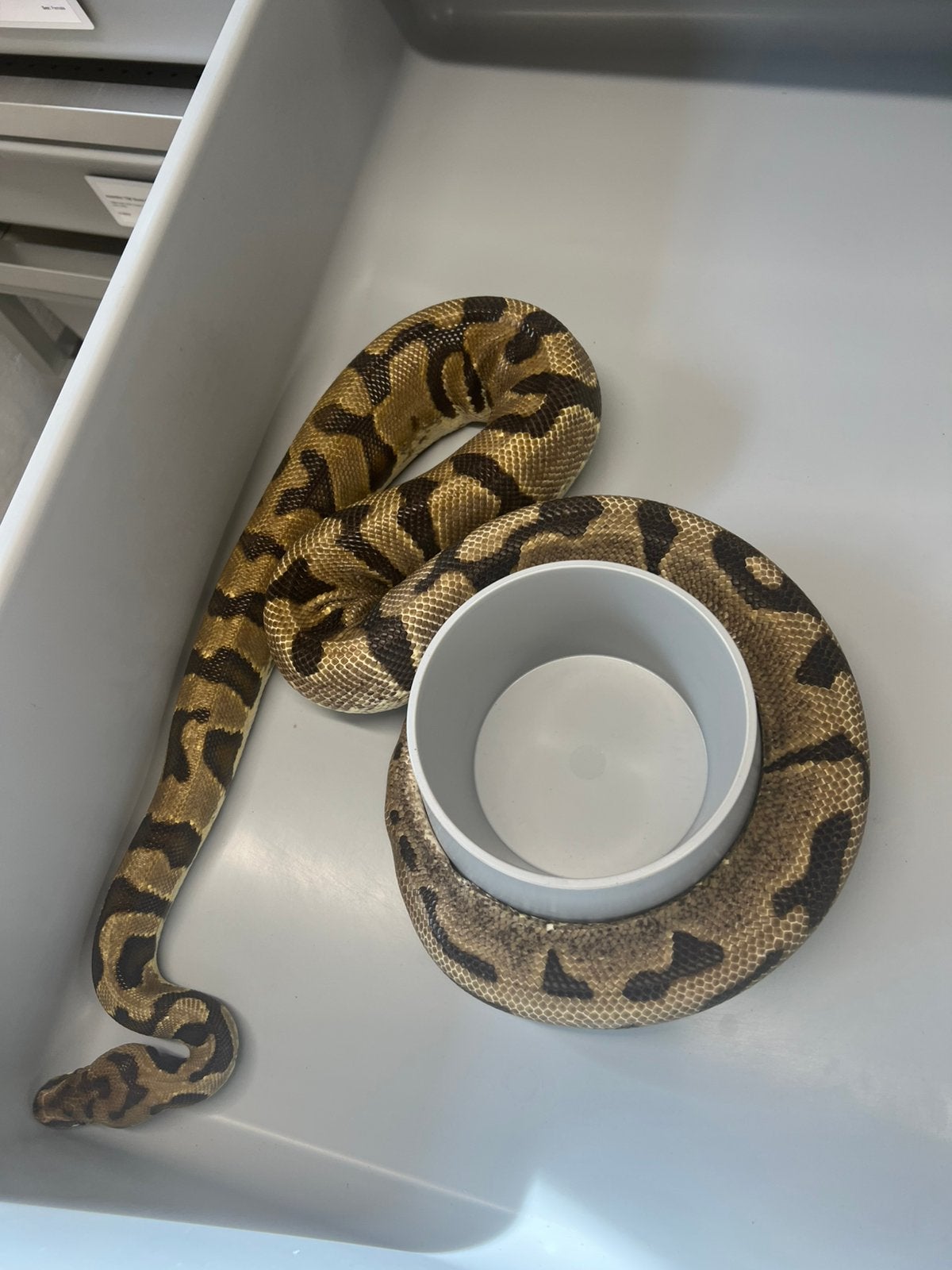 Ball python Spider Angry 0.1 vrouw 2023 Ball Python - female for sale from aiko.guldix
