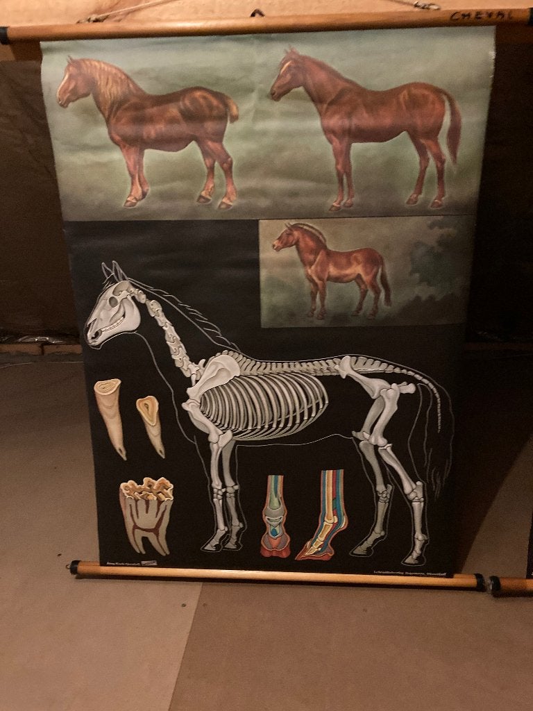 schoolwandkaart, Ophalen of Verzenden, Natuur en Biologie