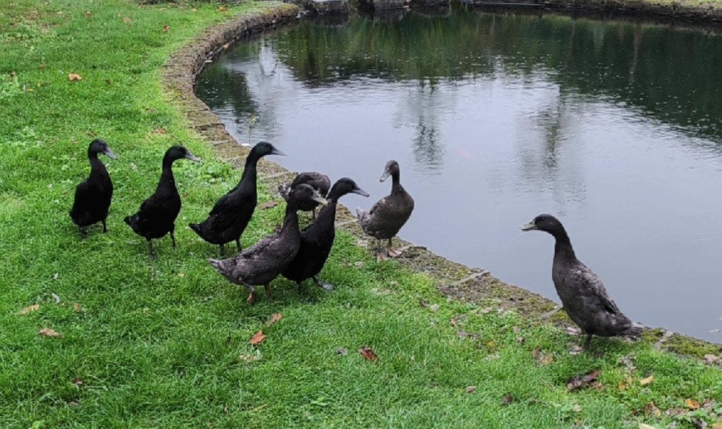Indische loopeenden, Dieren en Toebehoren, Geslacht onbekend, Eend