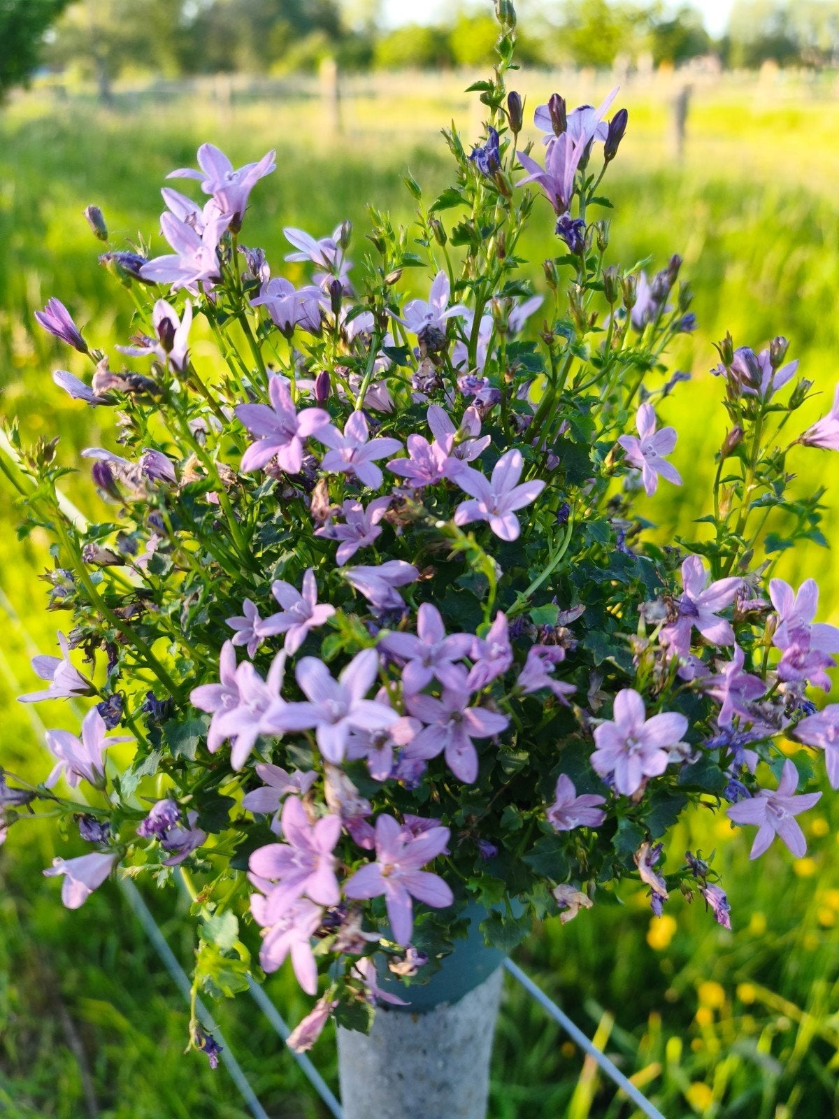 Adansa pink, kleine pot, Ophalen