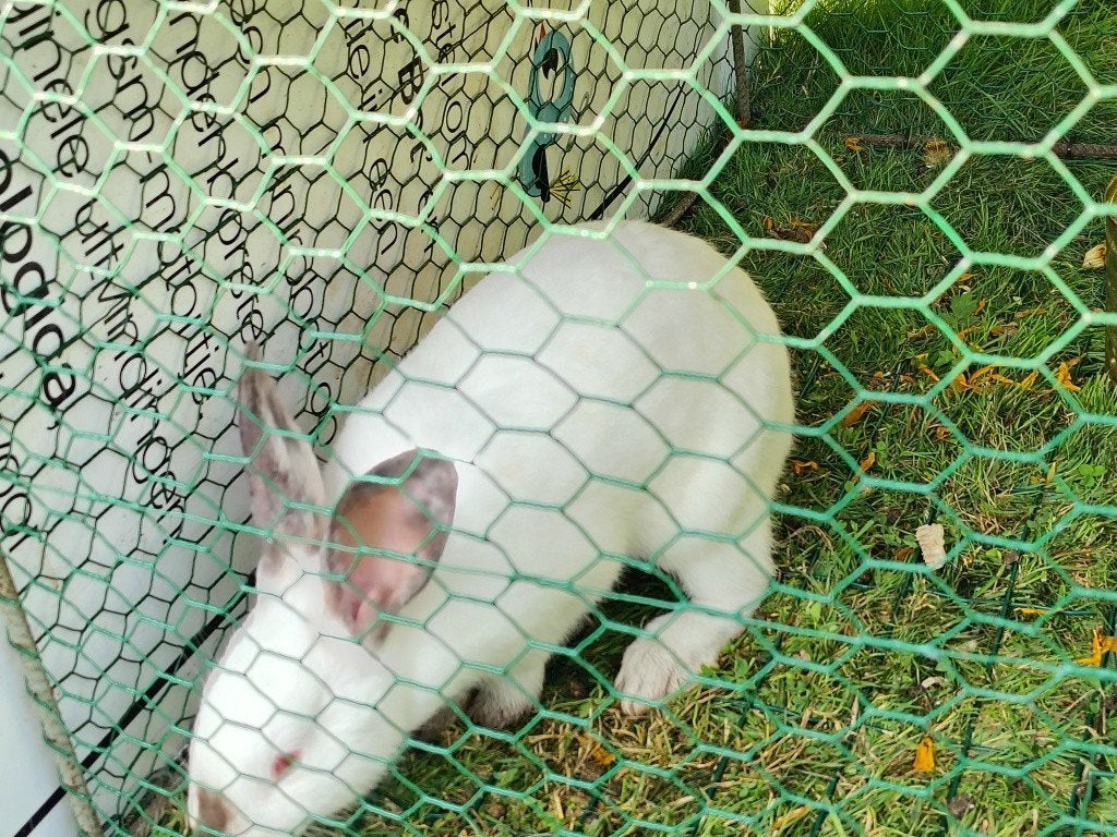 jonge voedster, Dieren en Toebehoren, Konijnen, Vrouwelijk, Middelgroot