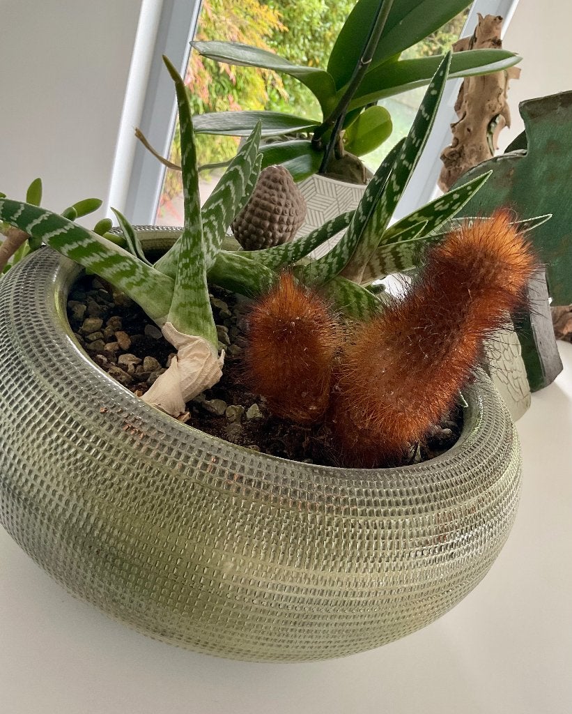 4 cactus dans leur pot à vendre pour cause de déménagement, En pot, Plein soleil, Moins de 100 cm, Enlèvement