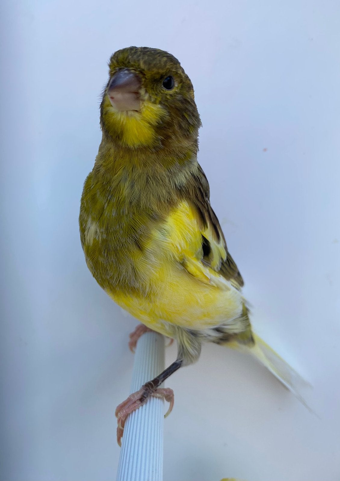 Canari Mâle 2026, Mâle, Canari de couleur